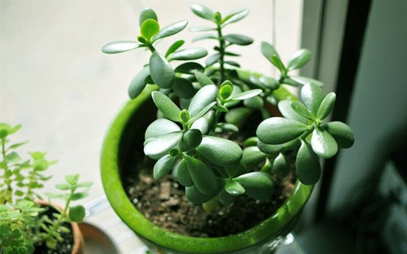 Những loại cây xua đuổi tà ma? Trồng cây này chẳng phải sợ tà ma!